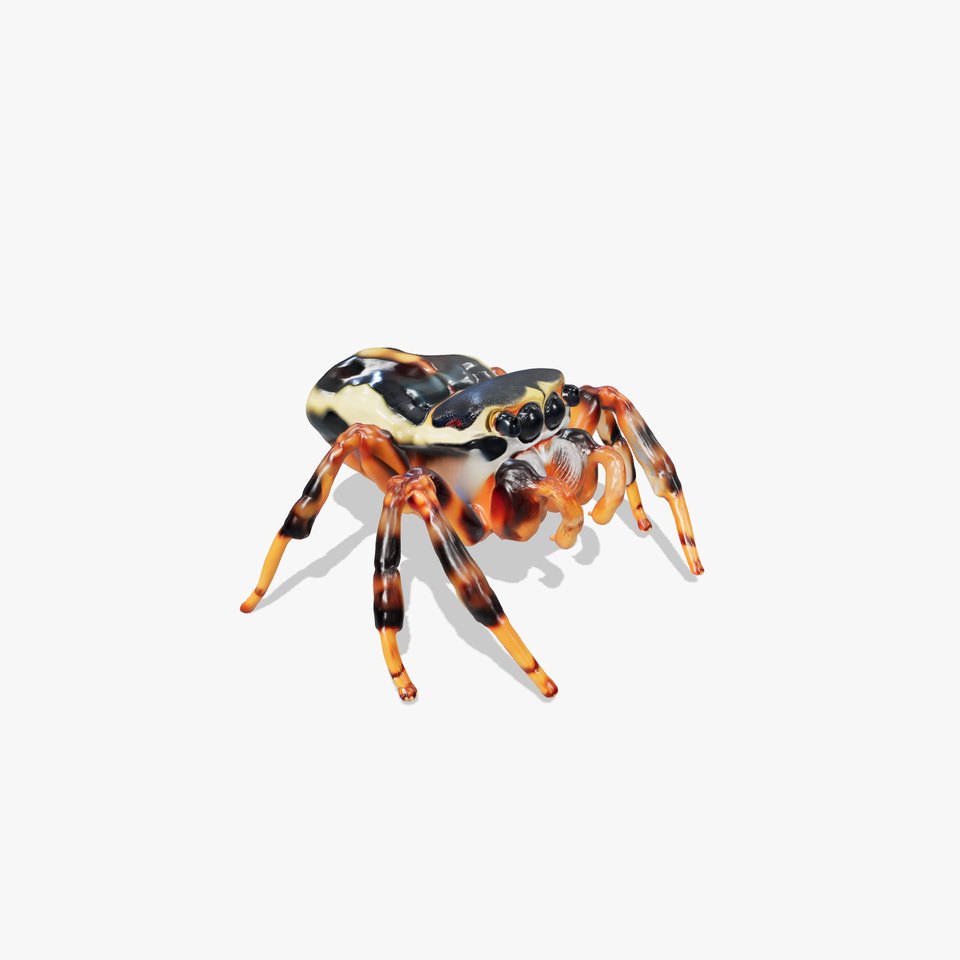 Jumping Spider Colorful Pattern Agile Leaping model pack